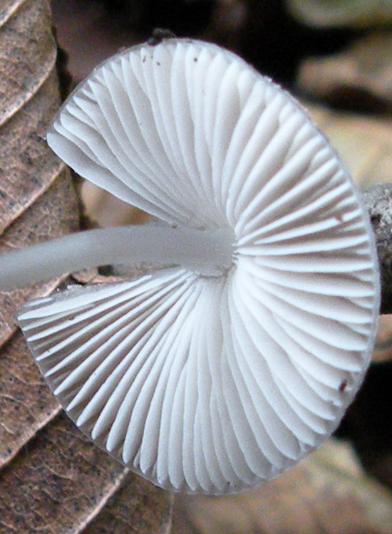 Mycena dal lungo gambo con micro delle spore